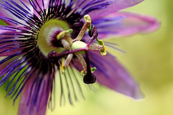 Purple Passion Flower by Deb Oppermann